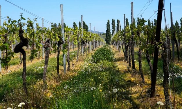 Solar statt Sorgen: Millionenförderung macht Weinbau klimafit