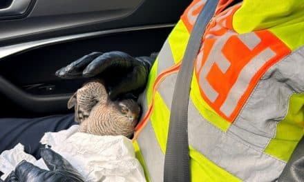 Rettungsaktion auf der BAB 61: Sperber von Polizei gerettet