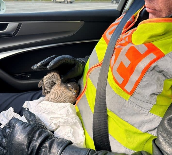 Rettungsaktion auf der BAB 61: Sperber von Polizei gerettet
