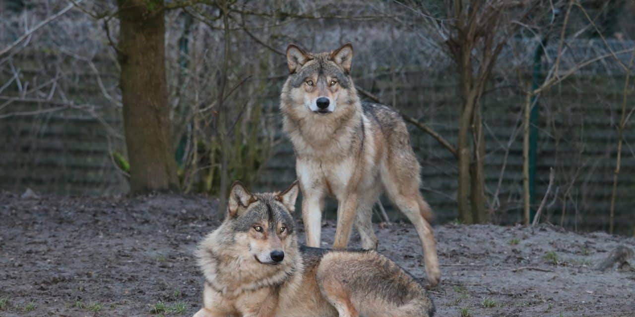 Publikumsmagnet Wolfsnächte: Comeback ein voller Erfolg