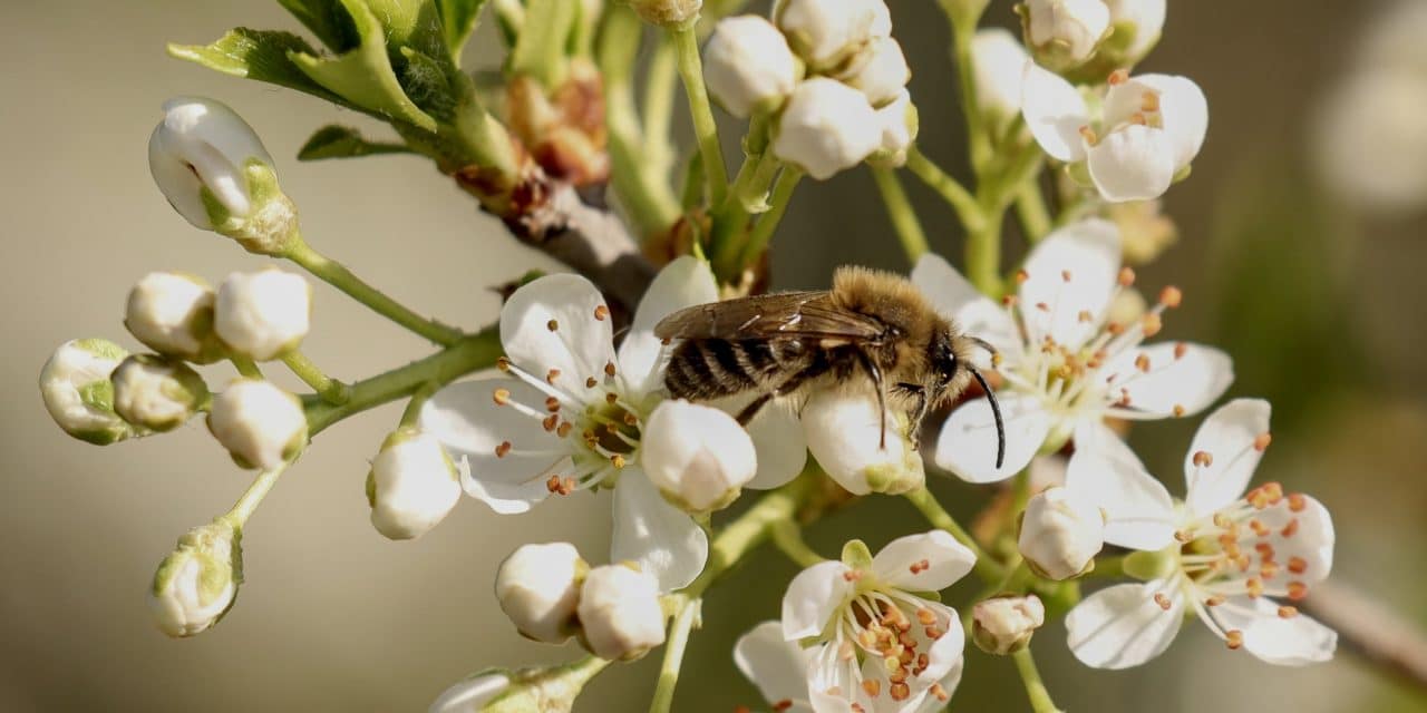 Natur ganz nah: Mit dem BUND auf Wildbienen-Tour
