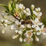 Natur ganz nah: Mit dem BUND auf Wildbienen-Tour