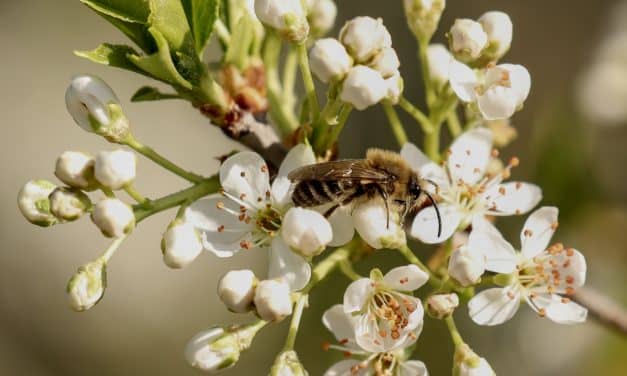 Natur ganz nah: Mit dem BUND auf Wildbienen-Tour