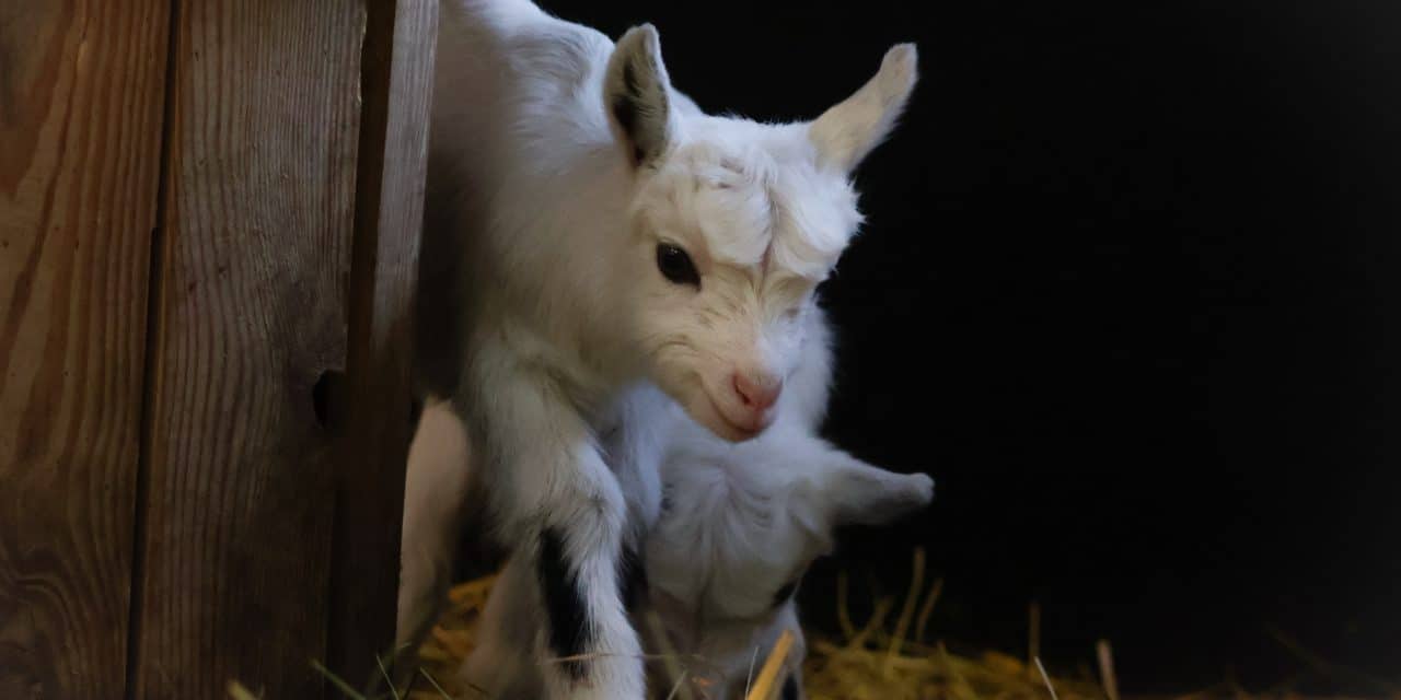 Ziegen-Alarm in Mannheim: Überall Nachwuchs im Stadtpark!