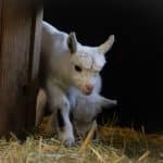 Ziegen-Alarm in Mannheim: Überall Nachwuchs im Stadtpark!