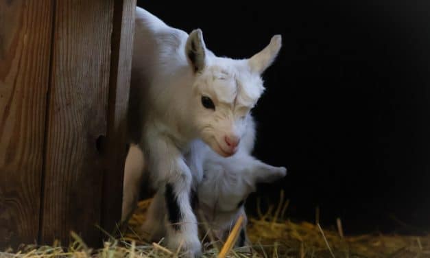 Ziegen-Alarm in Mannheim: Überall Nachwuchs im Stadtpark!