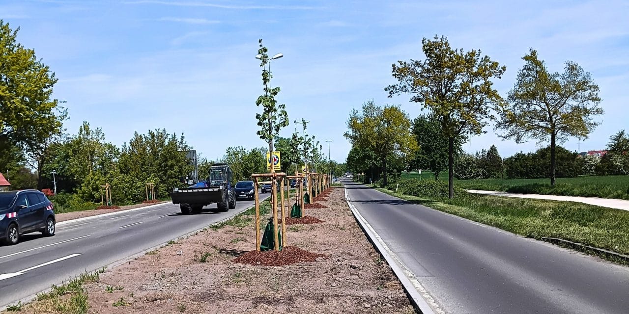 Stadt Worms entsiegelt fast 2.000 Quadratmeter und pflanzt 22 neue Bäume