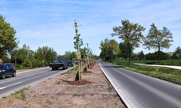 Stadt Worms entsiegelt fast 2.000 Quadratmeter und pflanzt 22 neue Bäume