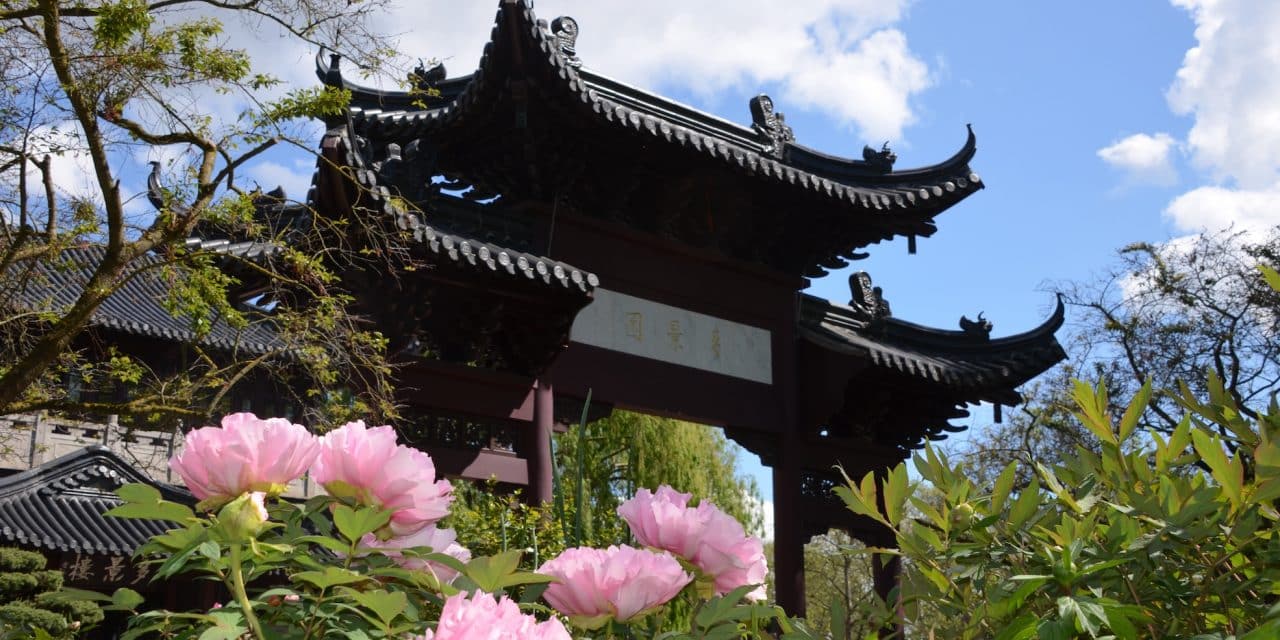 Farbenrausch im Luisenpark: Päonien blühen früher denn je