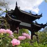 Farbenrausch im Luisenpark: Päonien blühen früher denn je