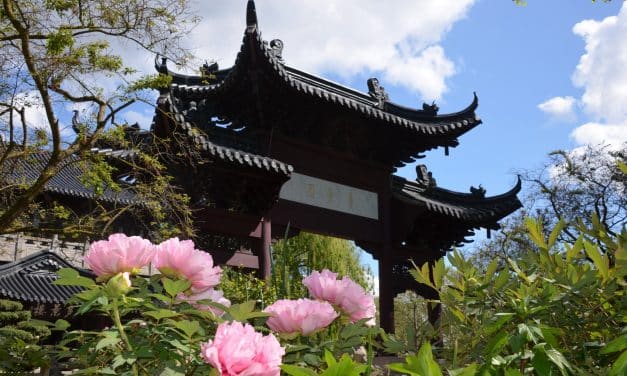 Farbenrausch im Luisenpark: Päonien blühen früher denn je