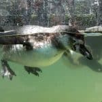 Watscheln für den guten Zweck: Ein Wochenende im Einsatz für die Humboldt-Pinguine