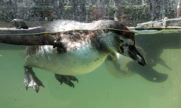 Watscheln für den guten Zweck: Ein Wochenende im Einsatz für die Humboldt-Pinguine