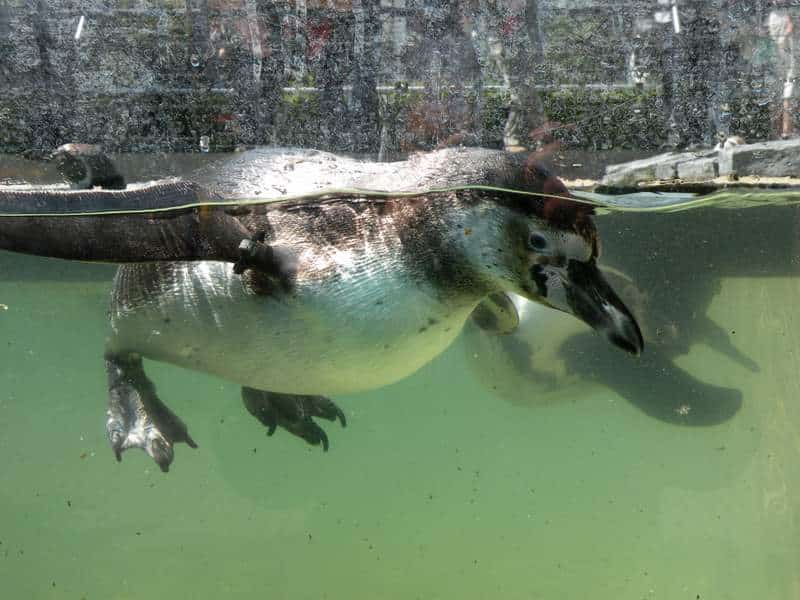 Watscheln für den guten Zweck: Ein Wochenende im Einsatz für die Humboldt-Pinguine