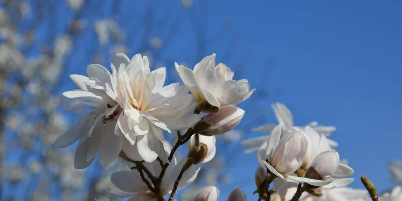 Frühlingserwachen in Mannheim: Luisenpark und Herzogenriedpark starten in die Saison 2026