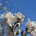 Frühlingserwachen in Mannheim: Luisenpark und Herzogenriedpark starten in die Saison 2026