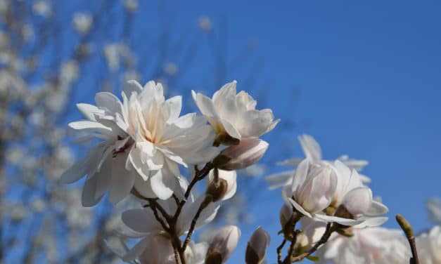 Frühlingserwachen in Mannheim: Luisenpark und Herzogenriedpark starten in die Saison 2026