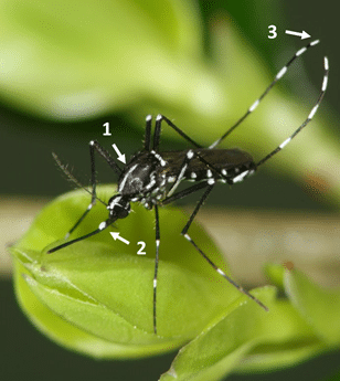 Asiatische Tigermücke in Worms nachgewiesen – Bürger sollen aktiv werden