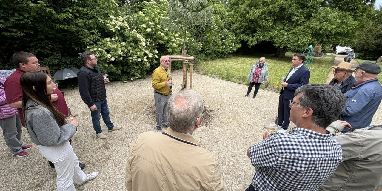 Wurzeln für die Zukunft: Weinorden setzt mit Silberlinde ein grünes Zeichen