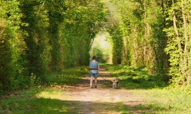 Schutz der Kitze: Verbandsgemeinde mahnt zur Vorsicht in der Natur