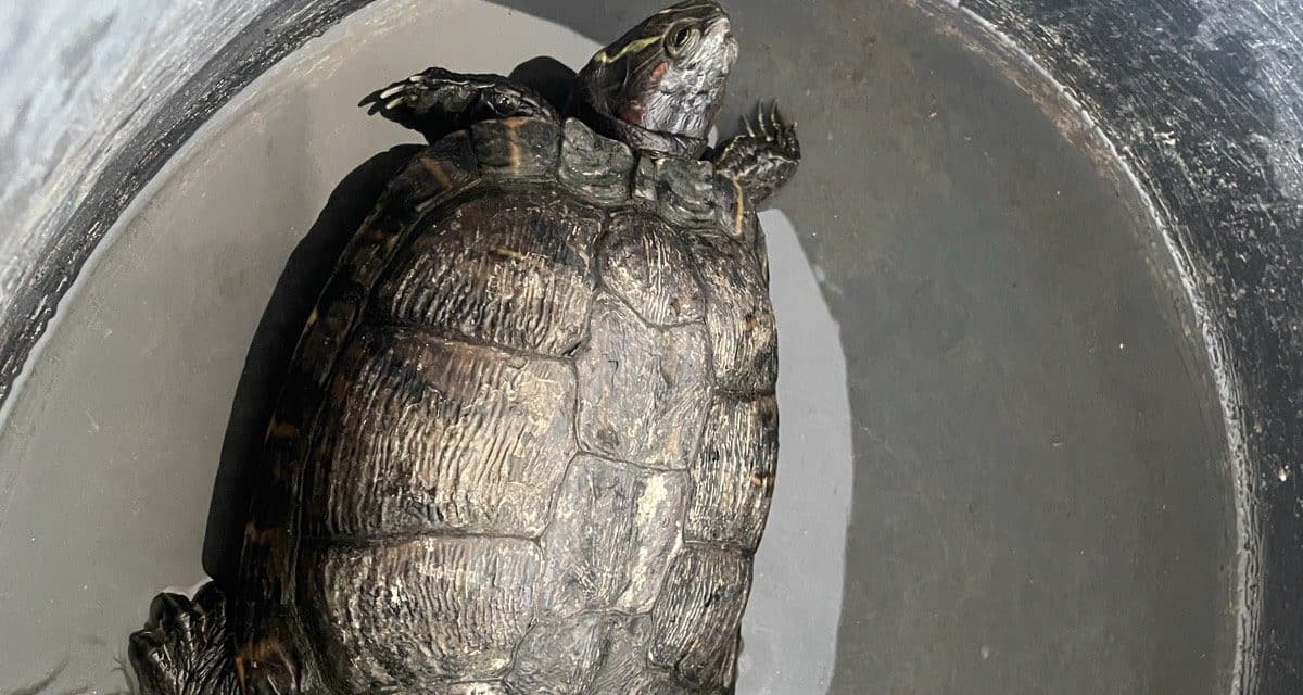 Schildkröte quert B420 bei Schornsheim – Tier im Tierheim Mainz abgegeben