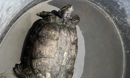 Schildkröte quert B420 bei Schornsheim – Tier im Tierheim Mainz abgegeben