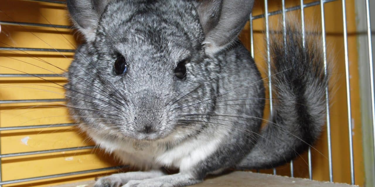 Freilaufendes Chinchilla in Niersteiner Gartenanlage gefunden – Tier sucht Besitzer