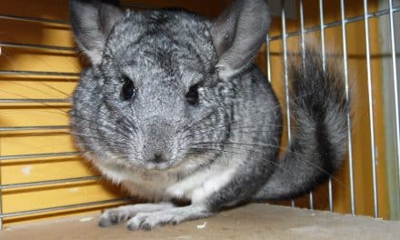 Freilaufendes Chinchilla in Niersteiner Gartenanlage gefunden – Tier sucht Besitzer