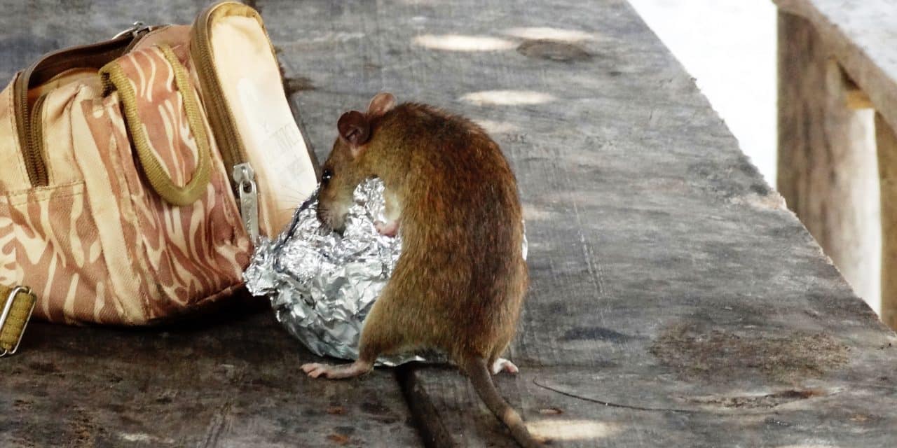 Mehr Ratten in Worms: Stadt ruft zur gemeinsamen Bekämpfung auf