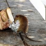 Mehr Ratten in Worms: Stadt ruft zur gemeinsamen Bekämpfung auf