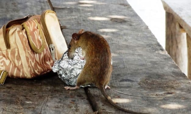 Mehr Ratten in Worms: Stadt ruft zur gemeinsamen Bekämpfung auf