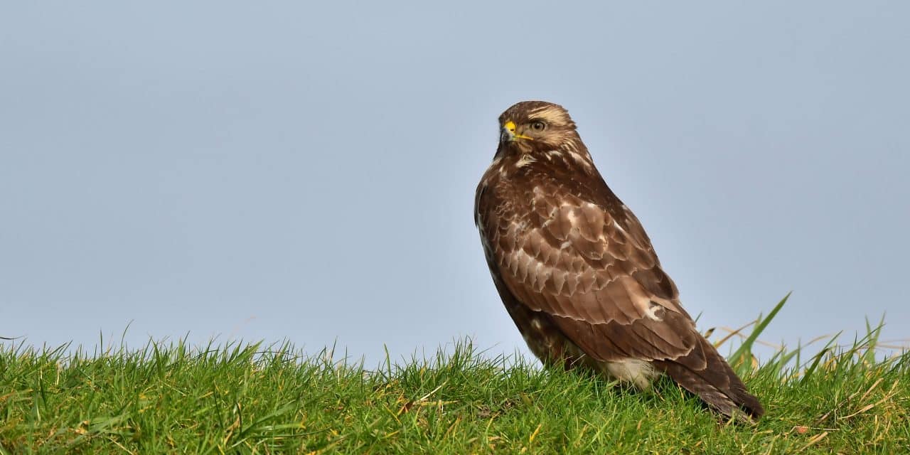 Vogelschutz mit Krallen: Bussarde attackieren Spaziergänger bei Herrnsheim