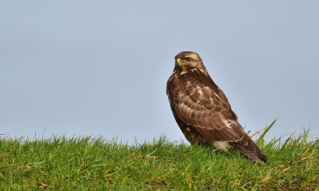 Vogelschutz mit Krallen: Bussarde attackieren Spaziergänger bei Herrnsheim