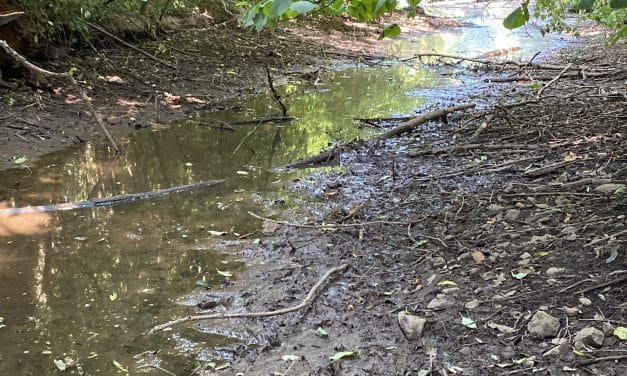 Pfrimmweiher gerettet: Nach Bürgerhinweis reagiert Stadt innerhalb weniger Tage