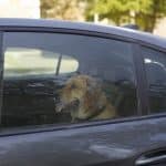 Lebensgefahr im Sommer: Kinder und Tiere niemals im Auto zurücklassen