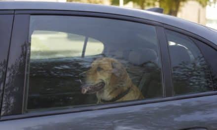 Lebensgefahr im Sommer: Kinder und Tiere niemals im Auto zurücklassen