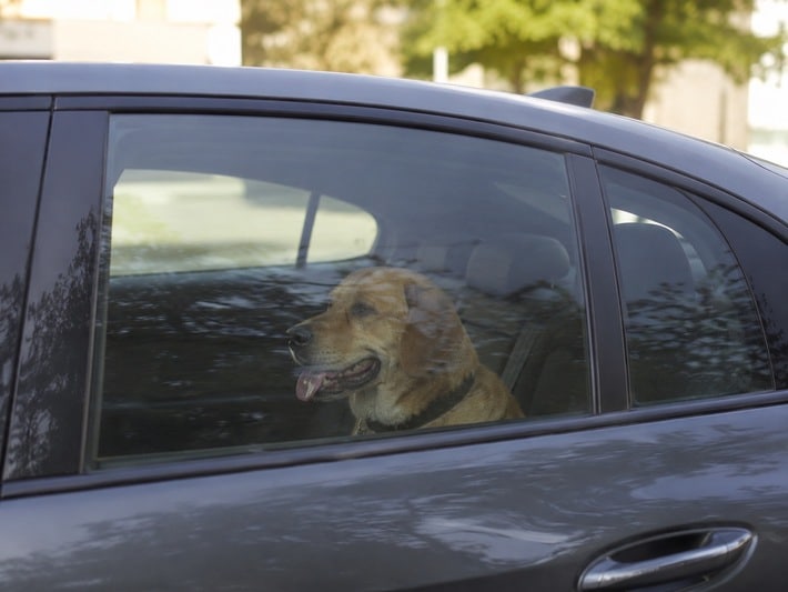 Lebensgefahr im Sommer: Kinder und Tiere niemals im Auto zurücklassen
